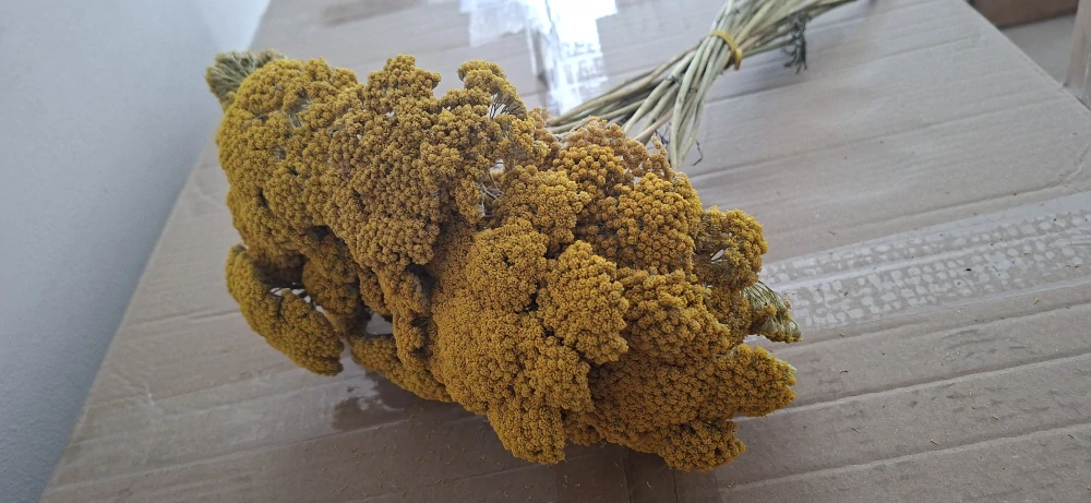 Řebříček žlutý, sušený, průměr květu 7-10 cm, svazek 25 ks