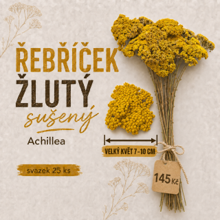 Řebříček žlutý, sušený, průměr květu 7-10 cm, svazek 25 ks