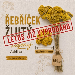Řebříček žlutý, sušený, průměr květu 7-10 cm, svazek 25 ks